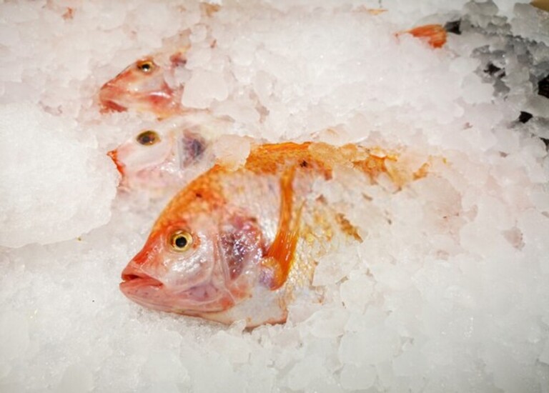 Best Way To Keep Fish Fresh After Catching Best Way To Keep Fish Fresh After Catching