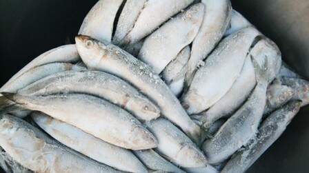 Best Way To Keep Fish Fresh After Catching